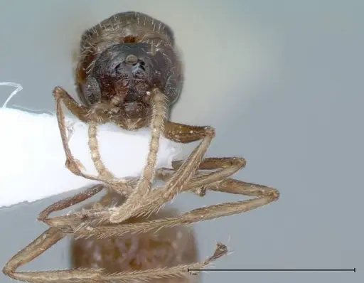 Crematogaster impressiceps - FOCOL0046-2