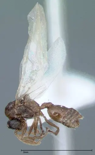 Crematogaster impressiceps - FOCOL0046-2