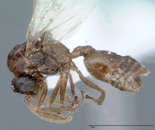 Crematogaster impressiceps - FOCOL0046-2