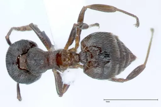 Crematogaster impressiceps - FOCOL0047-1