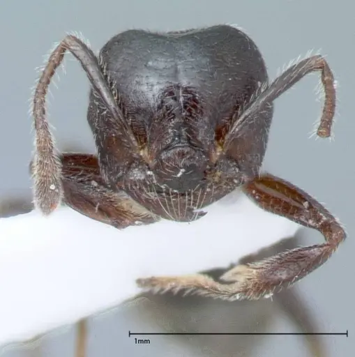 Crematogaster impressiceps - FOCOL0047-1