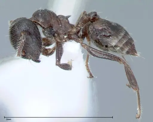 Crematogaster impressiceps - FOCOL0047-1