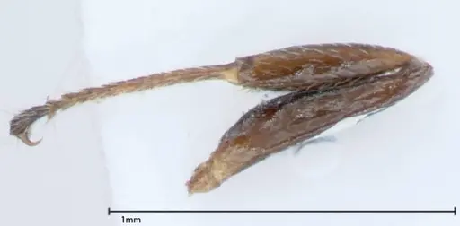 Crematogaster impressiceps - FOCOL0047-1