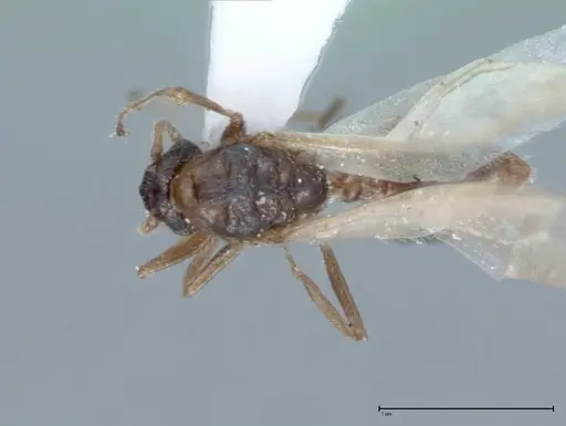 Crematogaster impressiceps - FOCOL0047-2