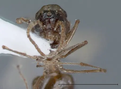 Crematogaster impressiceps - FOCOL0047-2