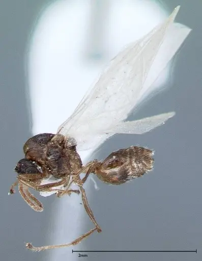 Crematogaster impressiceps - FOCOL0047-2