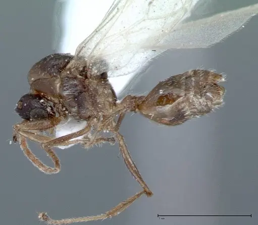 Crematogaster impressiceps - FOCOL0047-2