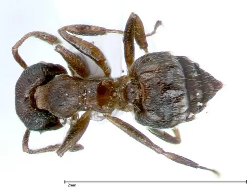 Crematogaster impressiceps - FOCOL0048-1