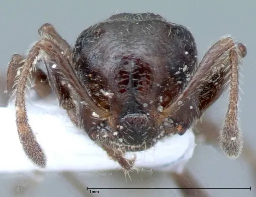 Crematogaster impressiceps - FOCOL0048-1