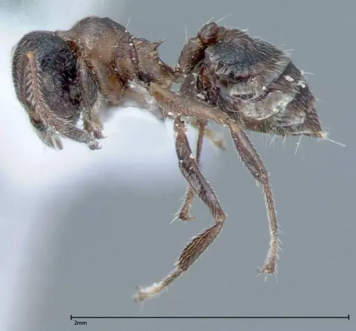 Crematogaster impressiceps - FOCOL0048-1