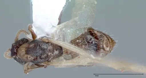 Crematogaster impressiceps - FOCOL0048-2