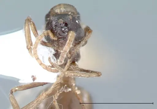 Crematogaster impressiceps - FOCOL0048-2