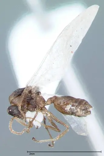 Crematogaster impressiceps - FOCOL0048-2