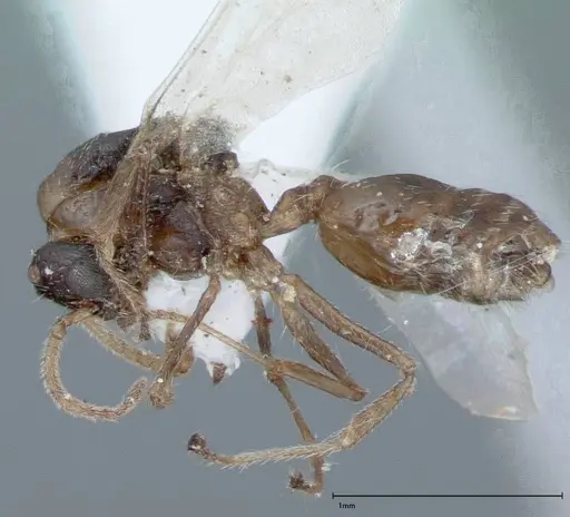 Crematogaster impressiceps - FOCOL0048-2
