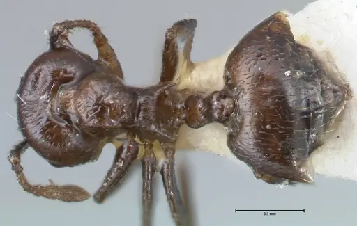 Crematogaster impressiceps - FOCOL1494