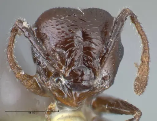 Crematogaster impressiceps - FOCOL1494