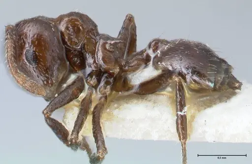 Crematogaster impressiceps - FOCOL1494