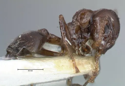 Crematogaster impressiceps - FOCOL1494