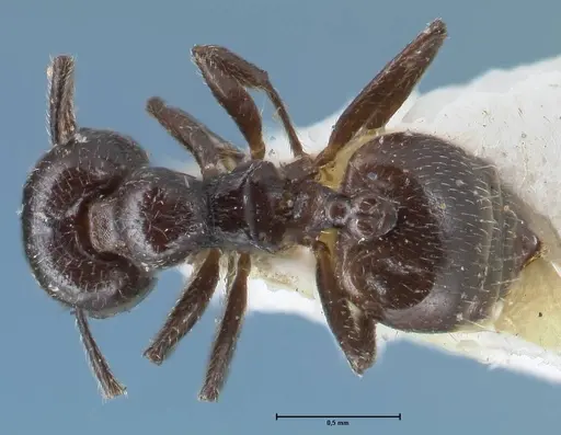 Crematogaster impressiceps - FOCOL1495