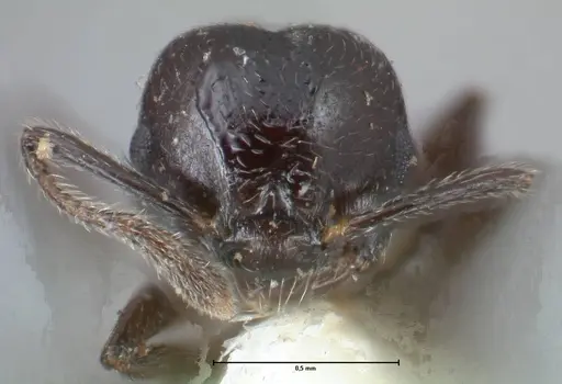 Crematogaster impressiceps - FOCOL1495