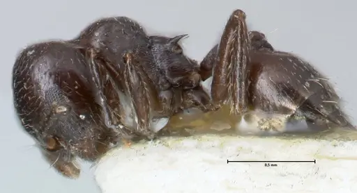 Crematogaster impressiceps - FOCOL1495