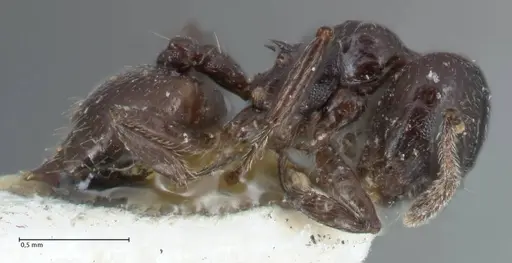 Crematogaster impressiceps - FOCOL1495