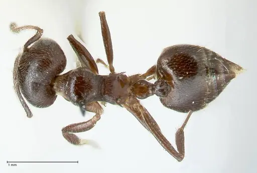 Crematogaster impressiceps - FOCOL1784