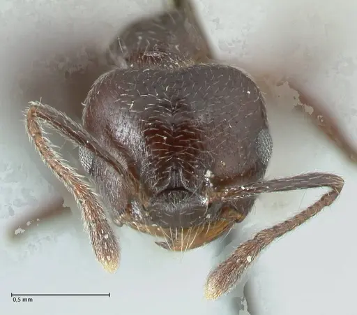 Crematogaster impressiceps - FOCOL1784