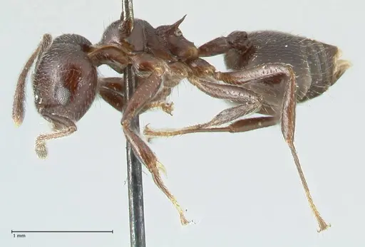 Crematogaster impressiceps - FOCOL1784