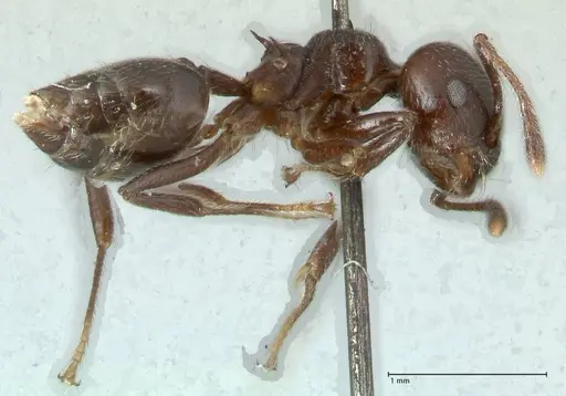 Crematogaster impressiceps - FOCOL1784