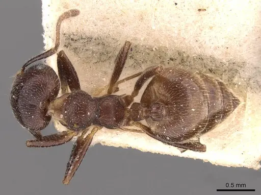 Crematogaster inconspicua specimen