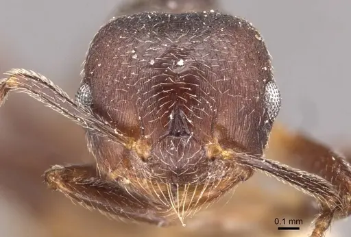 Crematogaster inconspicua specimen