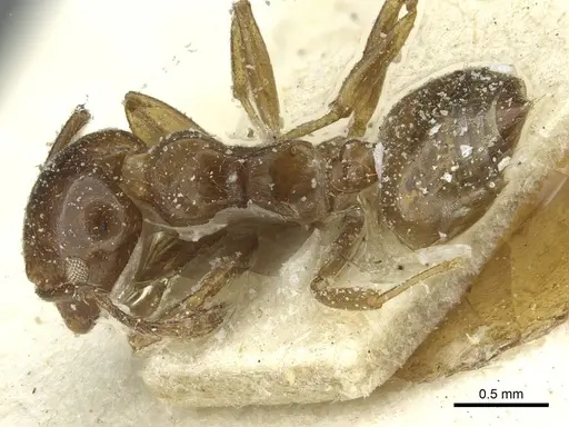 Crematogaster incorrecta specimen