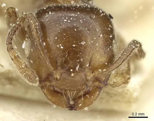 Crematogaster incorrecta specimen