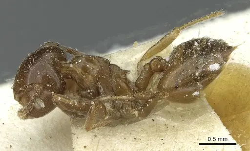 Crematogaster incorrecta specimen