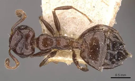 Crematogaster inermis specimen