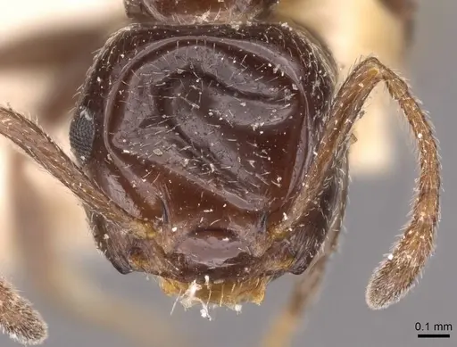 Crematogaster inermis specimen