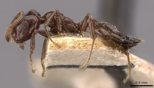 Crematogaster inermis specimen