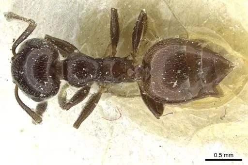 Crematogaster inermis - CASENT0912687