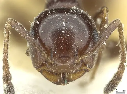 Crematogaster inermis - CASENT0912687