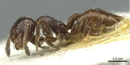 Crematogaster inermis - CASENT0912687