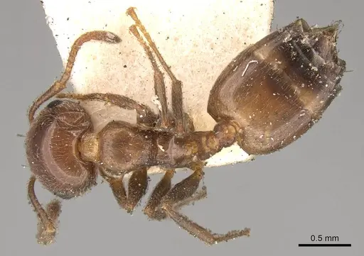 Crematogaster inermis - CASENT0914151