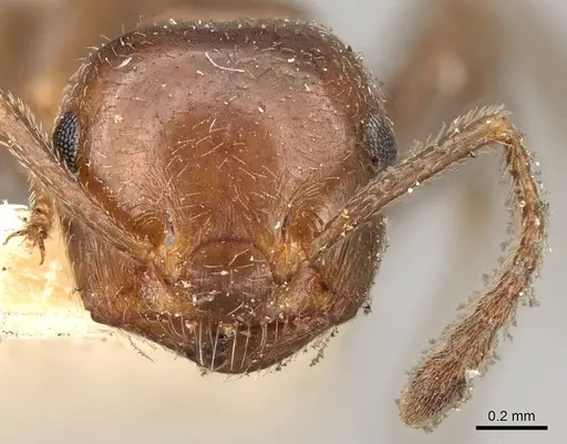 Crematogaster inermis - CASENT0914151