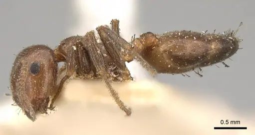 Crematogaster inermis - CASENT0914151