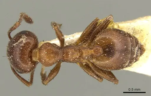 Crematogaster inermis - CASENT0916083