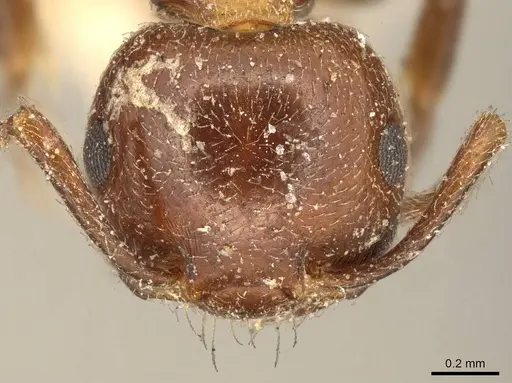 Crematogaster inermis - CASENT0916083