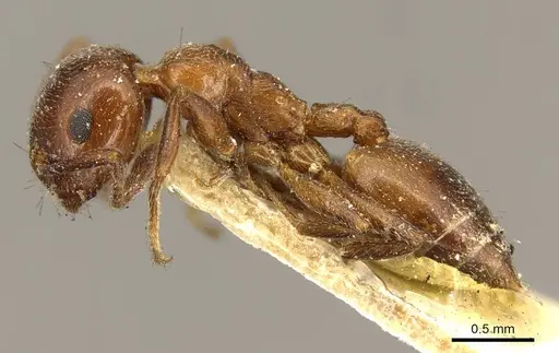 Crematogaster inermis - CASENT0916083
