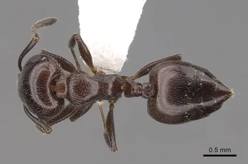 Crematogaster inermis - CASENT0922679