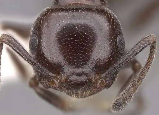 Crematogaster inermis - CASENT0922679