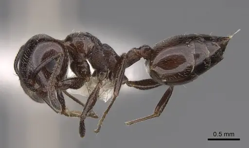 Crematogaster inermis - CASENT0922679